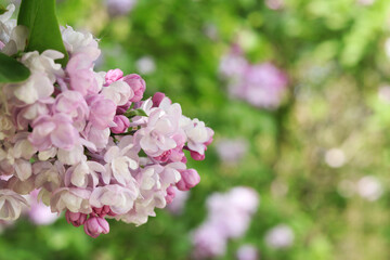 Close-up of lilac bush blossom. Beautiful varietal lilac flowers with selective focus. Floral background. Nature in spring