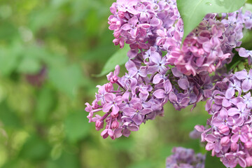 Close-up of lilac bush blossom. Beautiful varietal lilac flowers with selective focus. Floral background. Nature in spring