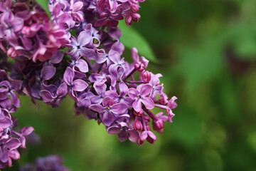Close-up of lilac bush blossom. Beautiful varietal lilac flowers with selective focus. Floral background. Nature in spring