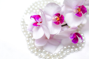 The branch of white orchids on white fabric background
