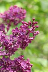 Blossoming lilac on a blurred background. Beautiful flowers close-up. Lilac with a blurred green background of a garden or park. Nature. Spring background. Lilac branches on a bush with green leaves