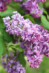 Blossoming lilac on a blurred background. Beautiful flowers close-up. Lilac with a blurred green background of a garden or park. Nature. Spring background. Lilac branches on a bush with green leaves