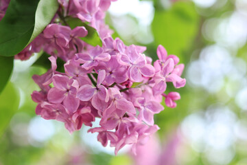 Blossoming lilac on a blurred background. Beautiful flowers close-up. Lilac with a blurred green background of a garden or park. Nature. Spring background. Lilac branches on a bush with green leaves