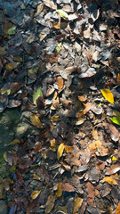 Autumnal Ground Cover: A Tapestry of Fallen Leaves in Warm Sunlight
