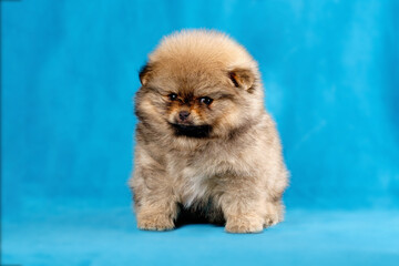 A purebred puppy of a red-colored Pomeranian sits and looks in front of him