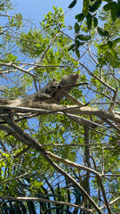 A Monkey Perched High in a Lush Tropical Canopy Under a Bright Blue Sky