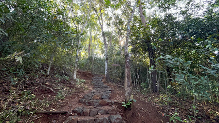 Serene Forest Trail: Stone Steps Winding Through Lush Green Canopy
