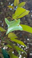 A Tiny Praying Mantis Camouflaged on Lush Green Leaves in a Tropical Garden