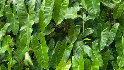 Lush Green Philodendron Plants with Dew Drops: A Vibrant Display of Tropical Foliage