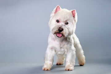 The west highland terrier dog on a gray background.