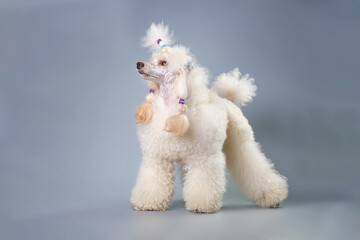 The apricot Poodle in the rack looks away. Side view