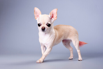 Chihuahua dog close-up on a gray background