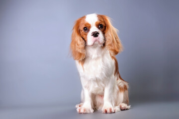 Cavalier Charles Spaniel dog with on a gray background