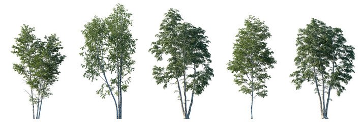 Betula pendula summer trees isolated png on transparent background premium cutout (silver birch, warty birch, European white birch, East Asian white birch). Foreground tree