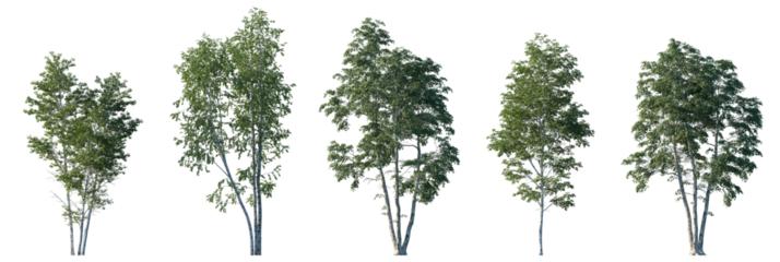 Betula pendula summer trees isolated png on transparent background premium cutout (silver birch, warty birch, European white birch, East Asian white birch). Foreground tree