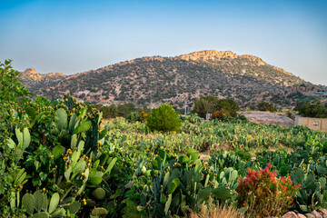 landscape with cactus plants
