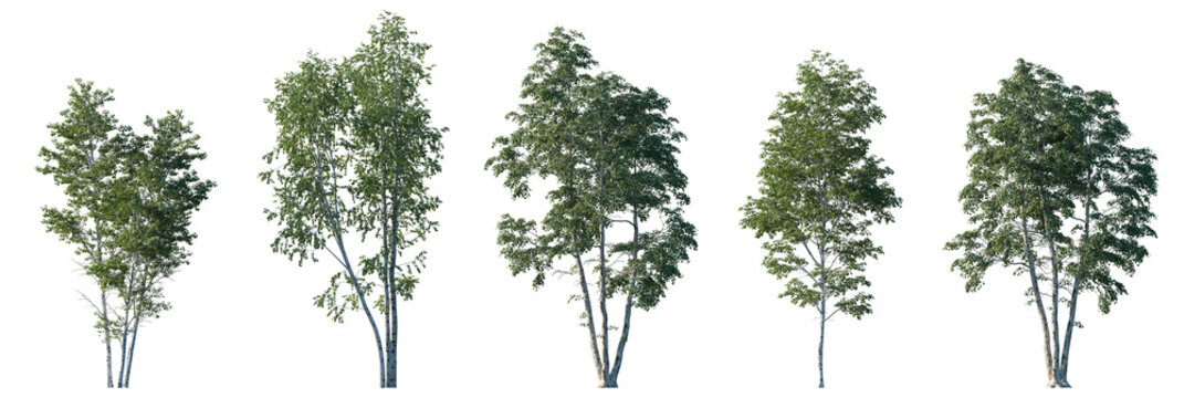 Fototapeta Betula pendula summer trees isolated png on transparent background premium cutout (silver birch, warty birch, European white birch, East Asian white birch). Foreground tree