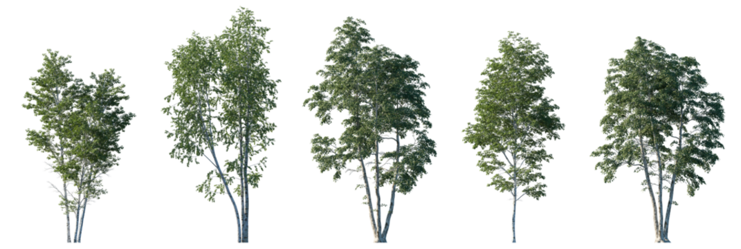 Betula pendula summer trees isolated png on transparent background premium cutout (silver birch, warty birch, European white birch, East Asian white birch). Foreground tree