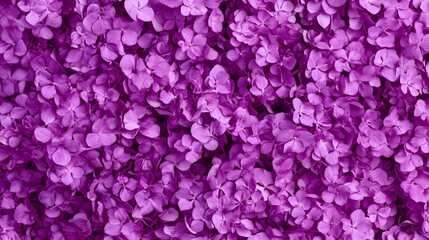 Naklejka premium Vibrant Purple Hydrangea Blossom Texture Background