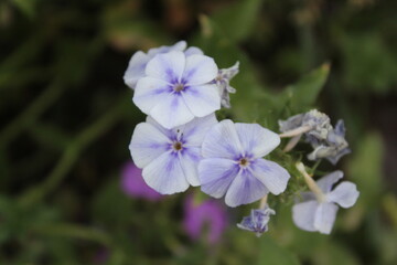 Obraz premium The beautiful Phlox drummondii or the annual phlox flowers 