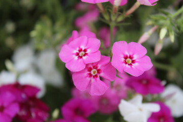Fototapeta premium The beautiful Phlox drummondii or the annual phlox flowers 