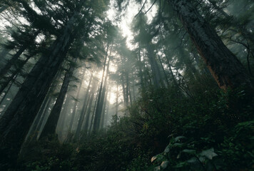 Obraz premium A peaceful forest scene with tall trees and lush foliage, captured in high-resolution video, showcasing the beauty of nature