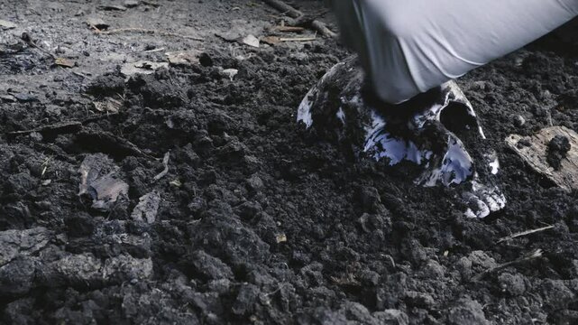 Forensic archeologist brushes dirt from human skull buried in soil