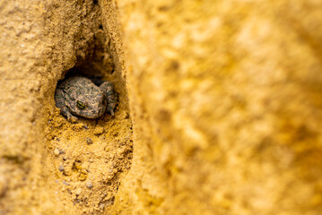 Green toad hiding in a burrow in yellow sand
