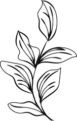 Simple Line Drawing of Elegant Leaves Branch Botanical Illustration