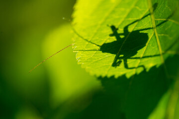Grasshopper silhouette on bright green leaf