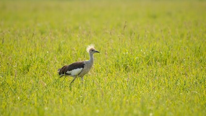 Fototapeta premium Secretary bird strutting in savannah grassland