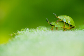 Two green tortoise beetles mating on a leaf