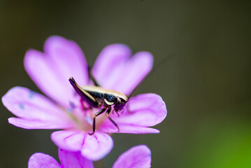 Cricket standing on a purple flower petal in nature