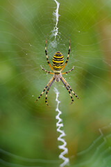 Wasp spider weaving its web in nature
