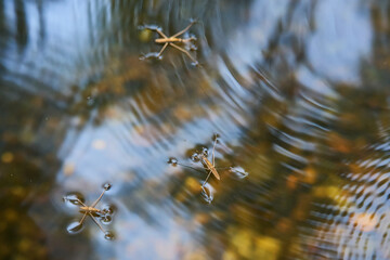 Close-up of a water striders gliding on the surface of calm water