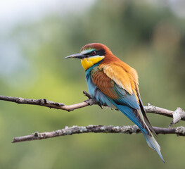 European bee-eater, merops apiaster. A bird sits on a branch on a beautiful background