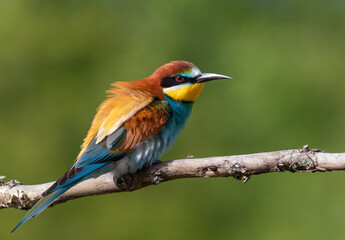 European bee-eater, merops apiaster. A bird sits on a branch on a beautiful background