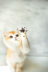 Adorable orange and white kitten raising paw, looking up with curious eyes on a light background. Perfect for pet-related themes and cute animal concepts.