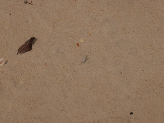 A Tranquil Sandy Surface Enriched with Organic Matter from Natures Coastal Ecosystem