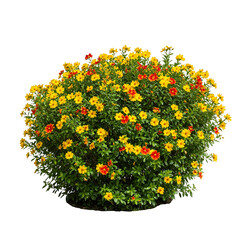 Colorful Lantana Flower Plant in White Pot Isolated on White Background