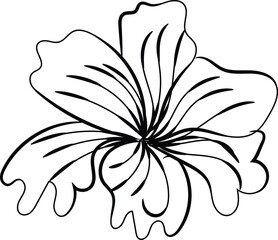Elegant Black Line Art Flower Drawing Botanical Illustration