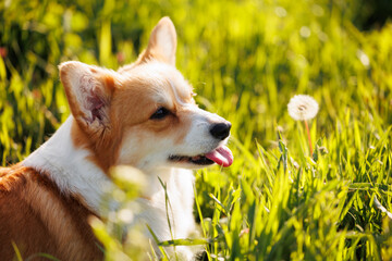 Portrait of a red and white welsh corgi pembroke in a grass, showing a tongue, sunny day