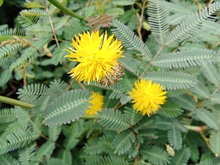 Yellow mimosa flower are very beautiful 