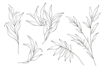 Set of wild plants, branches, leaves. Vintage minimal hand drawn floral sketch in line art style. Botanical element design for greeting cards, wedding invitations, birthday, tattoo, save the date