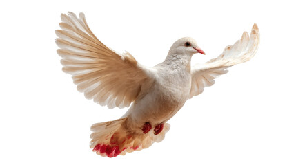 [Transparent Background PNG]A Beautiful Dove in Flight Against a White Background