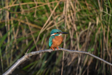 kingfisher in the netherlands