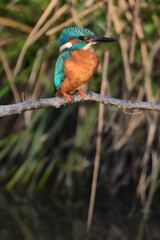 kingfisher in the netherlands
