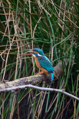 kingfisher in the netherlands