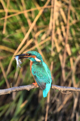 kingfisher in the netherlands