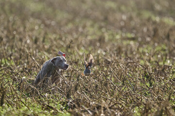weimaraner working in the field